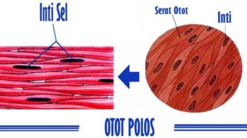 otot-polos-5908514-4976343-jpg