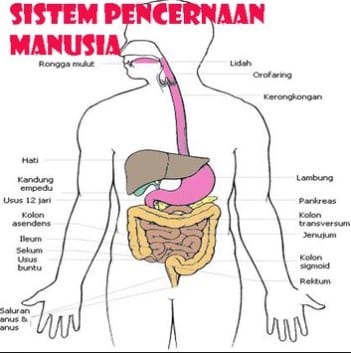 pencernaan-manusa-7637569-9961761-jpg