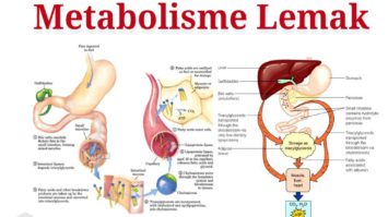 penegertian-metabolisme-lemak-5497406-7620142-jpg