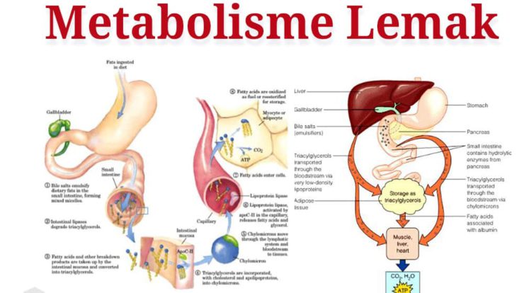 penegertian-metabolisme-lemak-5497406-7620142-jpg