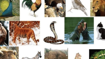 pengertian-hewan-8883135-7790973-png
