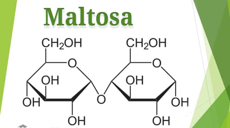 pengertian-maltosa-8286852-2953085-jpg