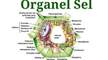pengertian-organel-sel-7201124-6558160-jpg