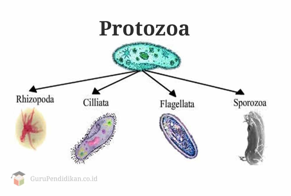 pengertian-protozoa-7847724