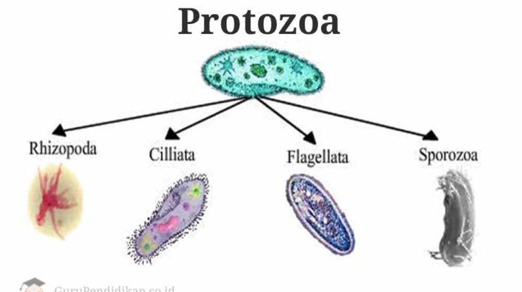 pengertian-protozoa-7936288-5127285-jpg