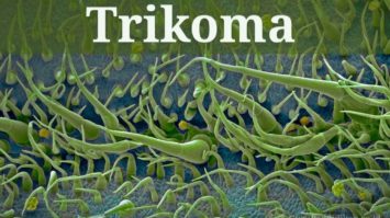 pengertian-trikoma-4257848-7626612-jpg