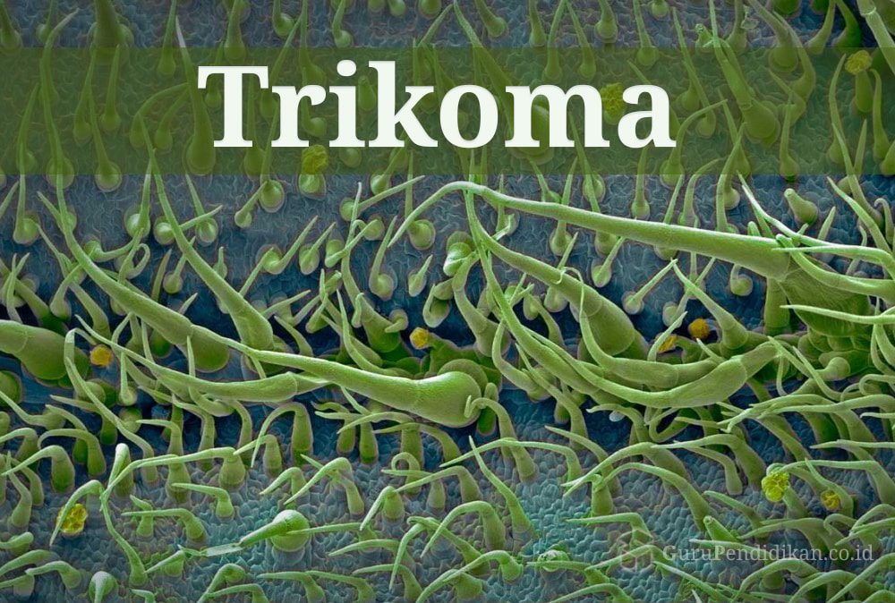 pengertian-trikoma-6392833