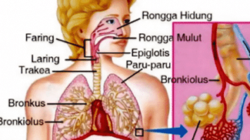pernapasan-adalah-3313676-7144442-png