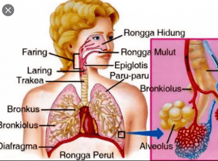 pernapasan-adalah-3313676-7144442-png