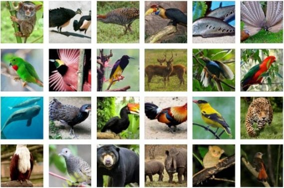 persebaran-fauna-di-dunia-7089340-3814882-jpg