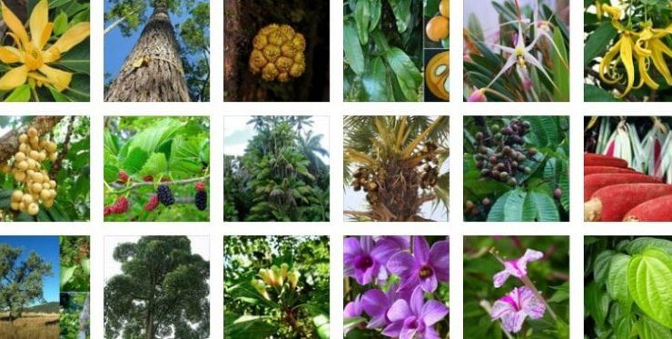 persebaran-flora-didunia-9852397-6989018-jpg