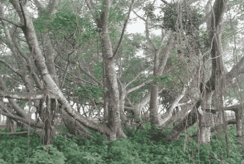 pohon-cinta-pulau-kemaro-9516187