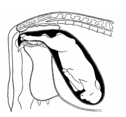 posisi-normal-fetus-sapi-1-6004274
