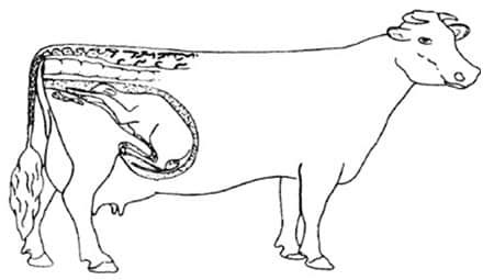 posisi-normal-fetus-sapi-2967983