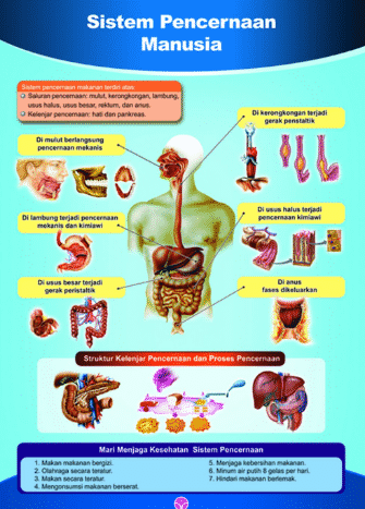 poster-pencernaan-manusia-7449177