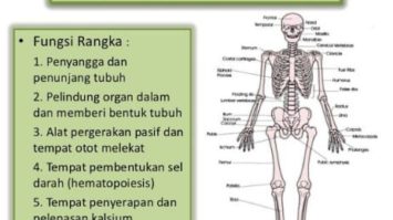 rangka-manusia-fungsi-6577411-7096907-jpg