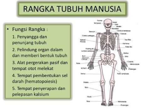rangka-manusia-fungsi-6577411-7096907-jpg