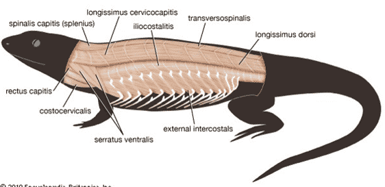 reptil-1103444