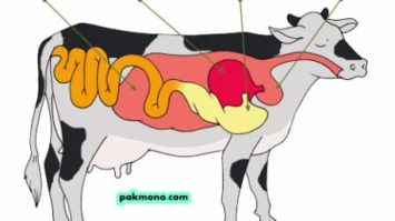 rumensian-3144027-8794993-jpg