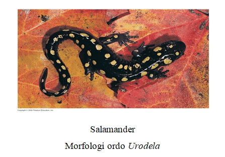 salamander-3533315