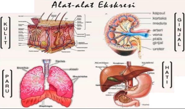 sistem-ekresi-1430158