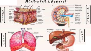 sistem-ekresi-2028316-7787334-jpg