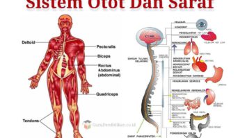 sistem-otot-dan-saraf-8167071-1400214-jpg