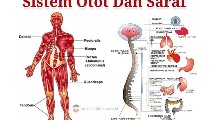 sistem-otot-dan-saraf-8167071-1400214-jpg