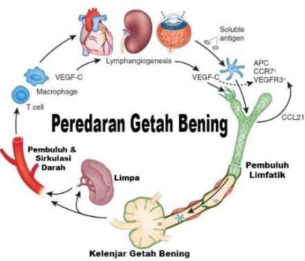 sistem-peredaran-getah-being-3283260