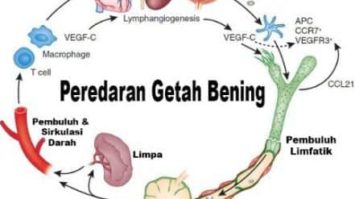 sistem-peredaran-getah-being-3924651-7492534-jpg
