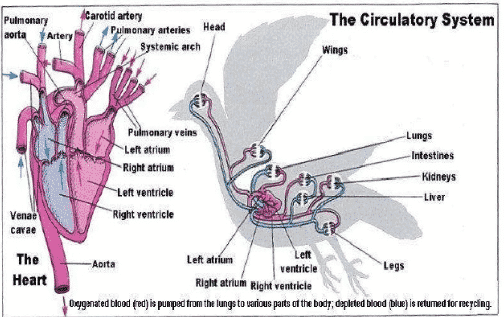 sistem-peredaran-pada-hewan-2156604