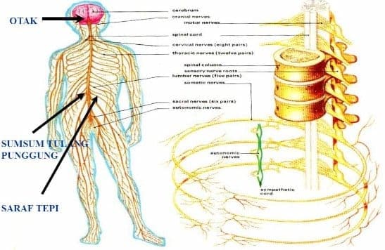 sistem-saraf-manusia-9098590-9540789-jpg