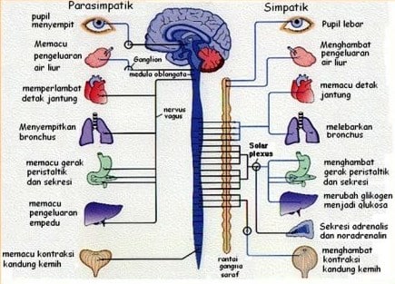 sistem-syaraf-pada-manusia-1643169-9516879-jpg