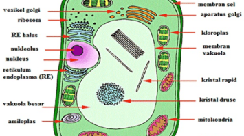 sitoplasma-5791173-2027229-png