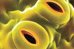 stomata-300x300-7769037-6889470-jpg