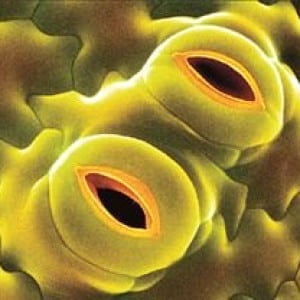 stomata-300x300-7769037-6889470-jpg
