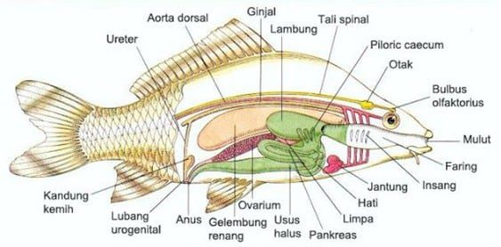 struktur-ikan-5909229