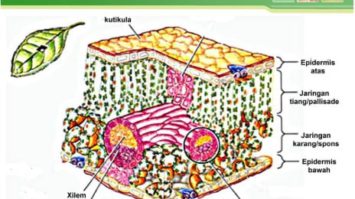 struktur-jaringan-daun-3252956-5249880-jpg