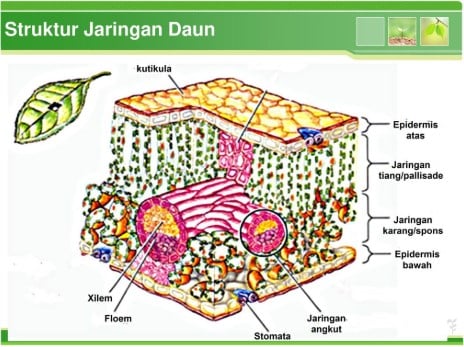struktur-jaringan-daun-3252956-5249880-jpg
