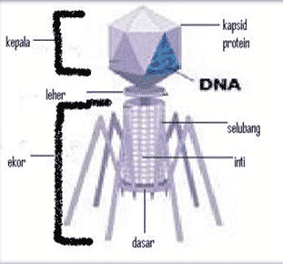 susunan-virus-8765329