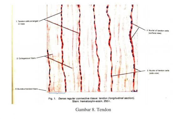 tendon-6964660