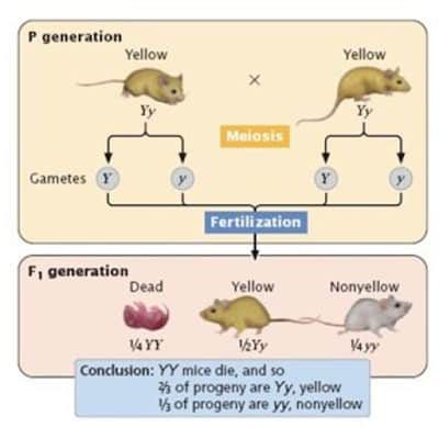 tikus-gen-letal-dominan-y-7581500