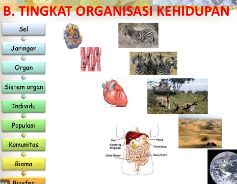 tingkat-organisasi-kehidupan-8549061