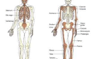 tulang-9386206-1107502-png