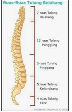 tulang-belakang-9741404