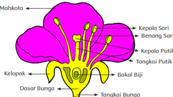 tumbuhan-generatif-630x380-3034310-6920191-png