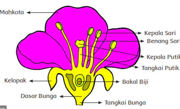 tumbuhan-generatif-630x380-3594022