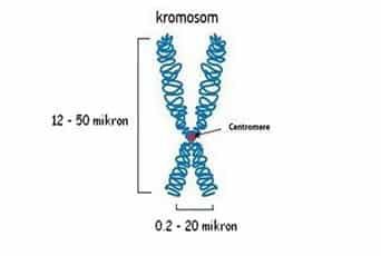 ukuran-kromosom-5143835