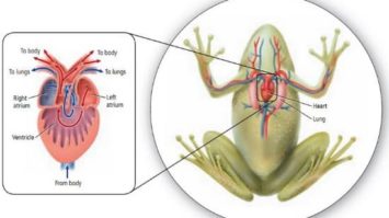 vetrabata-hewan-1863508-4116496-jpg