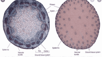 xilem-dan-floem-6856506-7203847-png